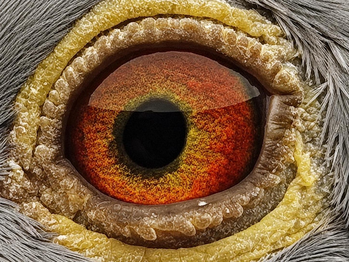 Pigeon eye